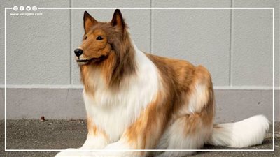 مواطن ياباني يحقق حلمه ويحول نفسه إلى كلب، ما القصة (فيديو جراف)