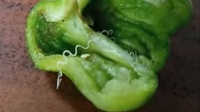 بعد ظهور ثعبان سام داخل حبة فلفل أخضر، البحوث الزراعية تكشف مفاجأة (فيديو)