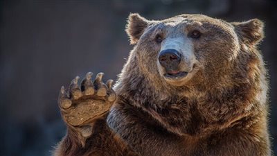 ياباني ينجو بنفسه من بين فكي دب بسبب فنون الكاراتيه