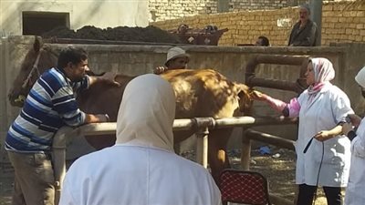 2 قافلة بيطرية مجانية بقريتي الدواخلية وأبيار في الغربية ضمن مبادرة حياة كريمة