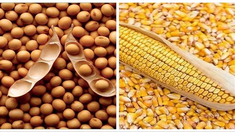 أسعار الأعلاف والحبوب