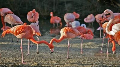 العثور على بيضة نعام عمرها 8 آلاف عام في المكسيك