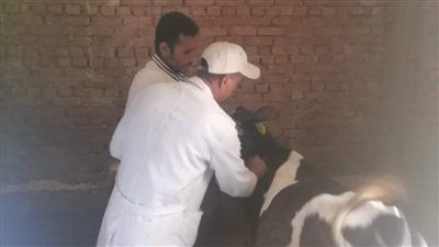 بيطري البحيرة: تحصين 378 ألفا و158 رأس ماشية حتى الآن (صور)