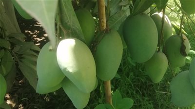 مزارعو الأقصر: صدرنا كميات كبيرة من مانجو المبروكة الموسم الجاري