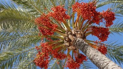 فاو تطلق استراتيجية تطوير قطاع زراعة النخيل وإنتاج التمور في مصر