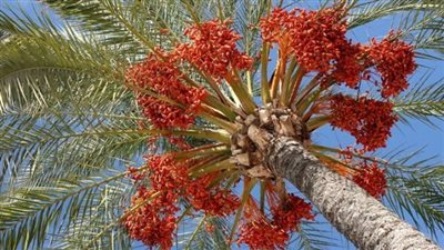 بساتين الأقصر: زراعة النخيل صناعة واستثمار دائم