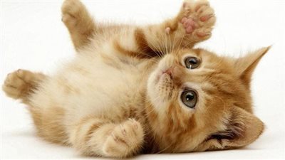 تفسير حلم القطة في المنام وعلاقته بالمكر والخبث وعدم الوفاء 