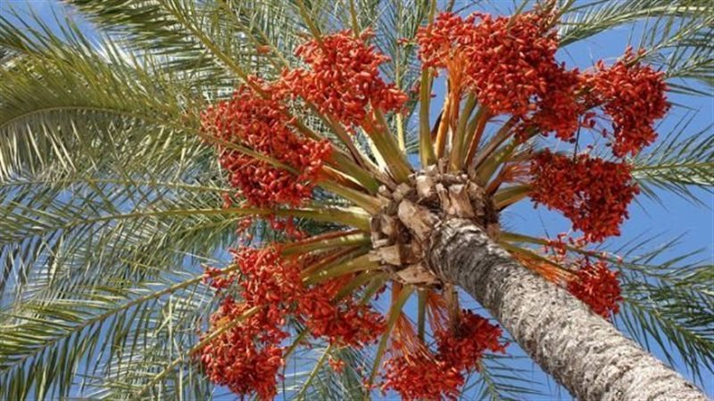 النخيل بمحافظة الأقصر،