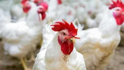 أسعار الدواجن والبيض اليوم الثلاثاء في الأسواق