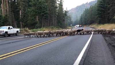 قطيع من الأغنام يعبر طريقا رئيسيا في ولاية أمريكية بقوة القانون (فيديو)