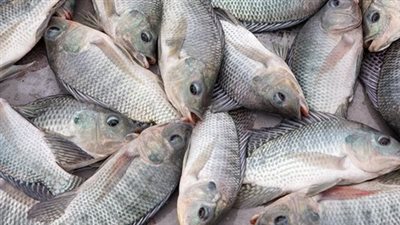 أسعار الأسماك اليوم، سمك البلطي يرتفع لـ 62 جنيهًا في سوق العبور