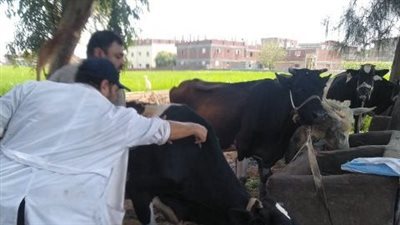 بيطرى الشرقية: تحصين 315 ألف رأس ماشية ضد الحمى 