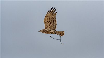  سيدة أمريكية تنجو من هجوم ثعبان بطريقة غريبة