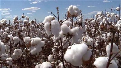 تفسير حلم جمع القطن فى المنام وعلاقته بزوال الأحزان والعيش في أجواء هادئة 