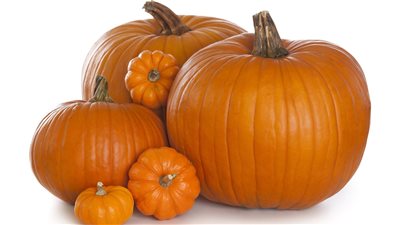 تفسير رؤية القرع العسلي في المنام وعلاقته بكسب المال وأخبار سعيدة قريبا 