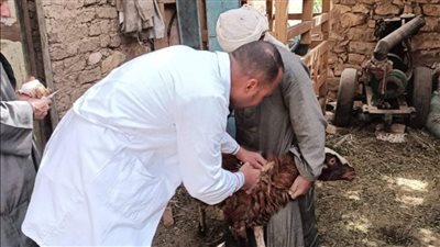 تحصين 22637 رأس ماشية ضد الحمى القلاعية والوادي المتصدع بالأقصر