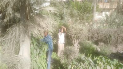 محافظة كفر الشيخ تستمر في تجميل شوارع مدينة بيلا