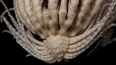 العثور على مخلوق جديد بـ 20 ذراعا في القارة القطبية الجنوبية 