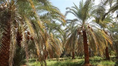  كارثة تضرب محاصيل الوادي الجديد بسبب الموجة الحارة والرطوبة (فيديو)