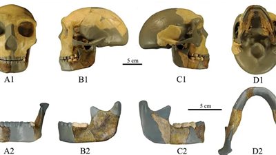 دراسة ترجح وجود سلف جديد للإنسان الحديث