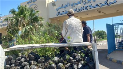 محافظ الإسكندرية: زراعة نحو 213 ألف شجرة مثمرة وغير مثمرة بأحياء المحافظة