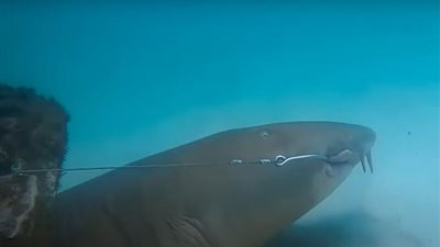 لحظة إنقاذ غواص لسمكة قرش عملاقة من خطاف صيد (فيديو)