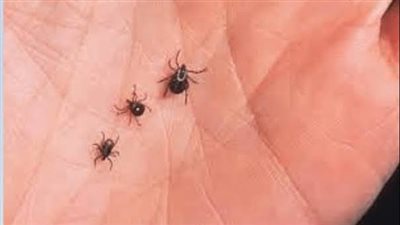 الصحة العالمية: 3 مليارات شخص معرضون لخطر الإصابة بهذا المرض