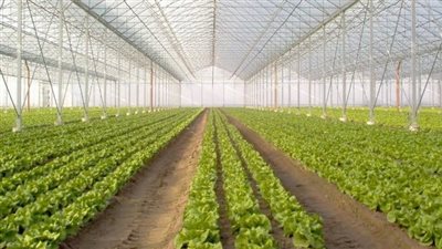 الزراعة: زيادة كبيرة في إنتاج الخضروات بسبب 62 ألف صوبة (فيديو)