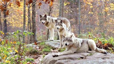  اكتشاف مجموعة جديدة من الذئاب الرمادية المهددة بالانقراض في كاليفورنيا