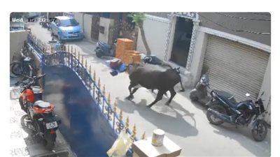 بقرة تدهس طفلة عدة مرات في الهند (فيديو)