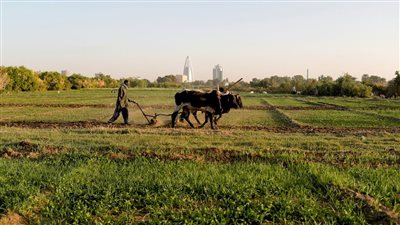 سفير مصر السابق في الخرطوم: حرب السودان تقضي على الثروة الزراعية والحيوانية 