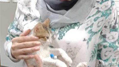 بيطري بنها: إنقاذ قطة شارع كفيفة وأخرى مصابة في حادث 