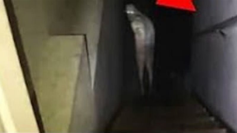 شقة مسكونة تثير المخاوف،