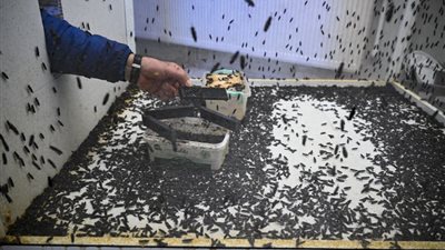 علماء يبتكرون بلاستيك من الذباب الأسود