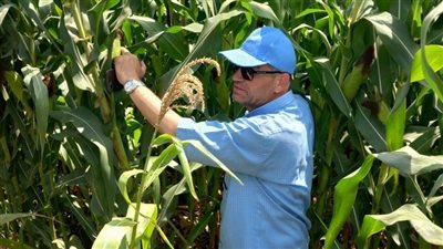 الزراعة تتابع زراعات الذرة والأرز بعد التغيرات المناخية المفاجئة خلال الأيام الماضية