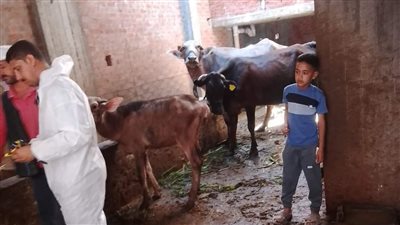 تحصين 474 ألفا و408 رؤوس ماشية في البحيرة (صور)