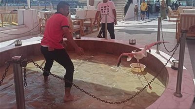 إنقاذ طيور الفلامنجو المهددة بالانقراض من كافيه بالإسكندرية 