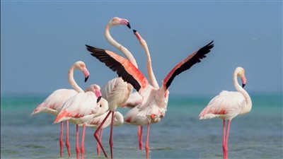 الفلامنجو الطائر المهاجر من أوروبا إلى مصر، وبورفؤاد أولى محطاته