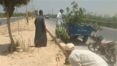 زراعة أشجار زينة ومثمرة بمركزي سمالوط ومطاي بالمنيا