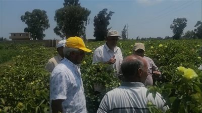 الزراعة تتابع حقول إكثارات القطن والبرامج البحثية في كفر الشيخ في ظل التغيرات المناخية 