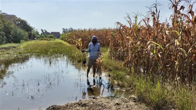 بمناسبة عيد الفلاح.. أبرز طلبات النواب من الحكومة لدعم الزراعة.. حل أزمة الأسمدة والعمل على استنباط أصناف جديدة.. والتسعير العادل للمحاصيل ومواجهة المبيدات المغشوشة