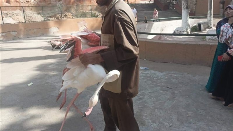 ضبط طيور الفلامنجو،
