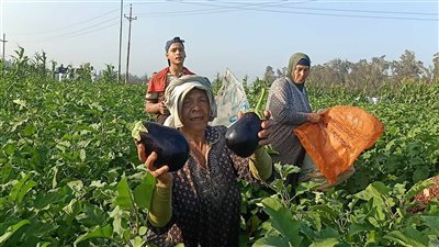 تفاح الفقراء، فرحة المزارعين ببدء موسم حصاد الباذنجان في الدقهلية (فيديو وصور) 