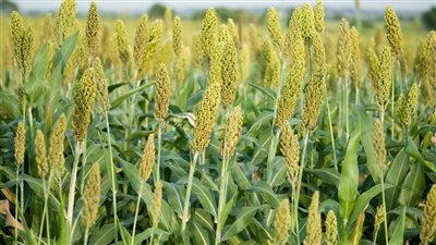 بشرة خير، انخفاض الذرة لأدنى مستوى منذ ديسمبر 2020 وأسعار القمح تواصل تراجعها عالميا