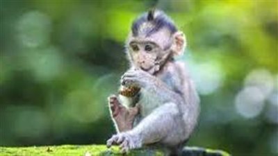 تفسير حلم القرد الصغير في المنام وعلاقته بالتعرض إلى المكر والخديعة 