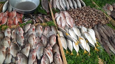 أسعار الأسماك اليوم، البربون يسجل 70 جنيهًا في سوق العبور