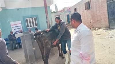 بيطري الإسماعيلية تنظم قافلة بقرية الدواويس في القصاصين (صور) 