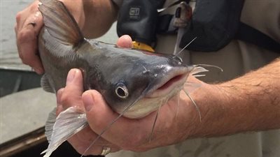 تفسير حلم صيد القراميط في المنام وعلاقته بزيادة الرزق والخير 