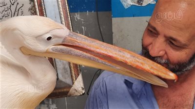 تآلف الأرواح، قصة صداقة عم سيد الإسماعلاوي للبجعة 