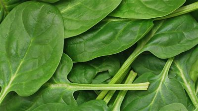 فوائد السبانخ، هذه شروط تقديمها للأطفال